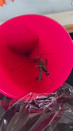 Praying mantis eating grasshopper