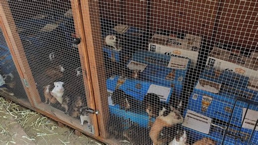 At least 400 guinea pigs found in South LA 'hoarder home', animal rescue says