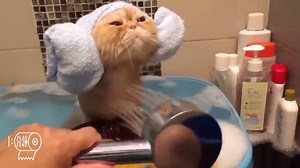 Animals taking bath! Wow! How cute is that? :P Credit: Animal Fans | Pug Journal