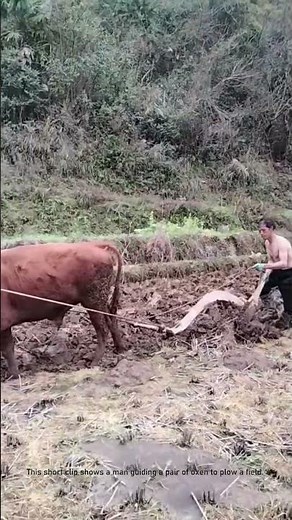 How to Plow a Field with Oxen