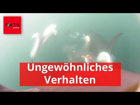 Unterwasservideos zeigen gemeinsame Jagd von Orcas und Delfinen