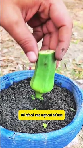 How to Grow Okra at Home for a High Yield | Secrets to Healthy Plants and Continuous Harvest