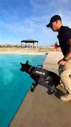 Dogs Unit: Tactical K9 Action & Wild Animal Encounters! #k9 #k9dog #dogk9 #dog #training #police