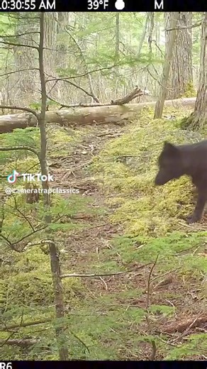 Looks to be a pregnant wolf and she's scent rolling. #EndangeredSpeciesDay | Guardians Of The Wolves