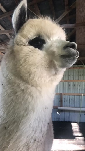 Alpaca Funny Faces at The Remedy Farm - TikTok Compilation