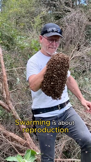 262K views · 5.9K reactions | Why Do Bees Swarm and How Do They...