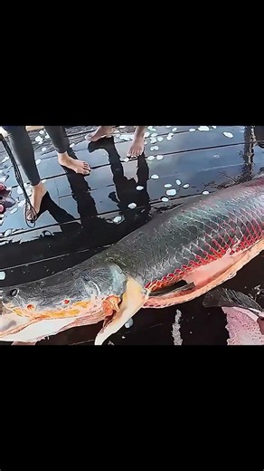 আমাজনের ৪ মিটারের রক্তচোষা দানব! 🎣 বাজারে ১টি মাছের দাম লাখ লাখ টাকা | Arapaima Giant Hunting