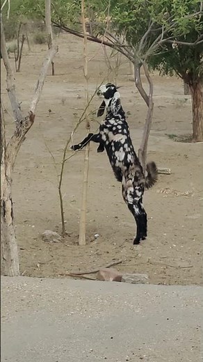 A goat is eating grass on top of a tree.#goat