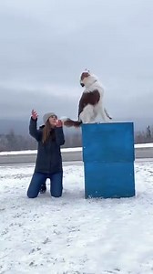 8.8K views · 351 reactions | What a cool trick! Would you try this with your dog?  (Credit: @ alexcotedogtrainer on Tiktok) | The Whole Dog Journal | Facebook