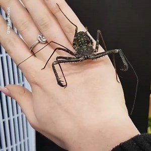 These are some of the most exotic creatures from around the world 😯 | GOODLAD