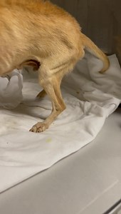 9.6K views · 411 reactions | 8/23 UPDATE RESCUED DONATIONS NEEDED My...