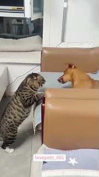 Dogs Are Afraid of Cats