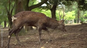 Telephoto of Brown Male Japanese Shika Deer Stag With Large Antlers Foraging in Pine Forest