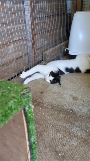 5.6K views · 169 reactions | Poor Sneezy will be home alone soon when his little friend leaves in the next few days . He is the last remaining kitten from Snow White , all the others have found home and do to have the Dewsbury kittens . He's very purry and playful but a little timid when you first meet him . Do you have a Sneezy sized hole in your heart waiting to be filled???? | Betley Cat Rescue | Facebook