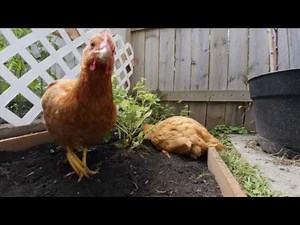 Prolapsed Chicken Vent (Stuck/Bound Egg) - My Experience - Warning Graphic