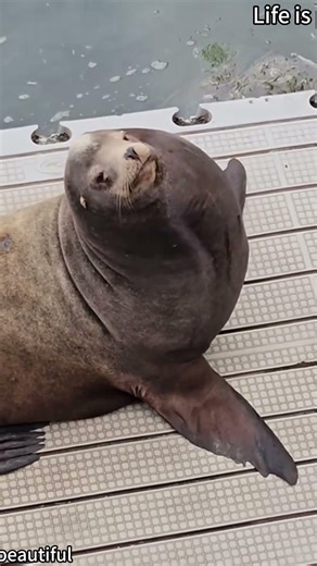 Sea lions interact with humans#funny #sealions #foryou #fyp