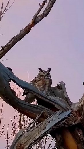 🌿✨ In the Rhythm of Wild Nature ✨🌿 🍃 The Beauty of Freedom and Harmony 🍃 Among the whispers of wind and the gentle glow of dawn, life flows freely. Owls watch the sunrise, raccoons play in streams of light, the lynx rests in peace, and gorillas move with calm grace. Moments like these remind us of the simple joy of being part of nature’s world. 🌿 Protect nature — for within it lies the breath of life. #NatureLovers #Wildlife #BeautyOfNature #PeacefulVibes #AnimalWorld #NatureMagic #Relaxing