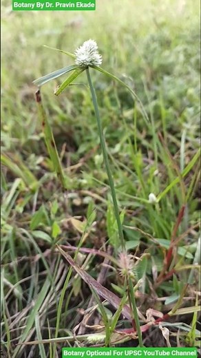 Kyllinga brevifolia - Cyperaceae Family - Cyperus brevifolia Grass - Grass Identification