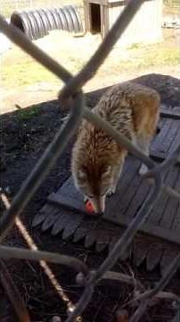 Coyotes Are Not Pets