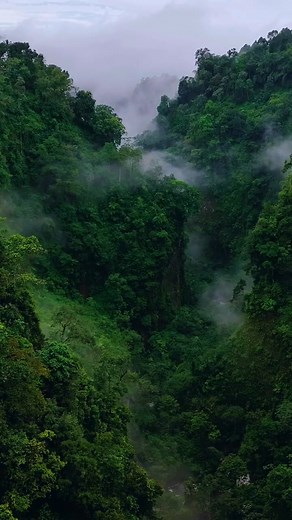 340K views · 11K reactions | မြန်မာ့သဘာဝသစ်တောကြီးများ...