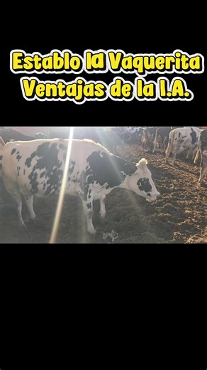 Artificial Insemination in Dairy Farming