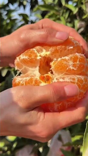 Delicious Colorful Fruits | Fresh, Juicy & Vibrant Fruit Visuals
