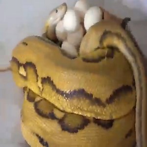 How To Get Giant Python Eggs 👉Please join this page to see more Amazing Animals | Abeet