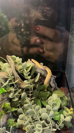 🐍💚 Can you believe it’s feeding day for Cookie? This stunning 2-year-old marble children’s python has come a long way since I brought her home as a 9-month-old hatchling! 🎉✨ Watching her in hunting mode is mesmerizing – she’s not only a great eater but also a true beauty! Every feeding day is a reminder of how much she’s grown and how lucky I am to have her. What do you enjoy most about your pets? Share your stories below! 🐾💬👇 #PetLove #FeedingDay #SnakeLife | Hannah May