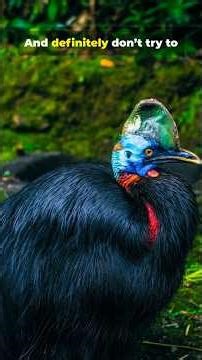 most dangerous bird (southern Cassowary)