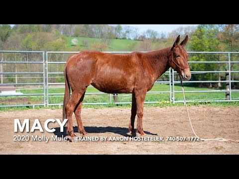 Macy, 2020 Molly Mule, Trail or Kids Mule | Boone County Draft Horse Sale in Missouri