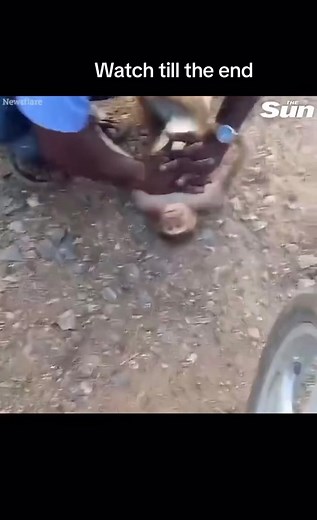 Man gives monkey CPR PT.1 #monkeyface #cpr #electrifythemini #fy #fyp #viral #meme #india