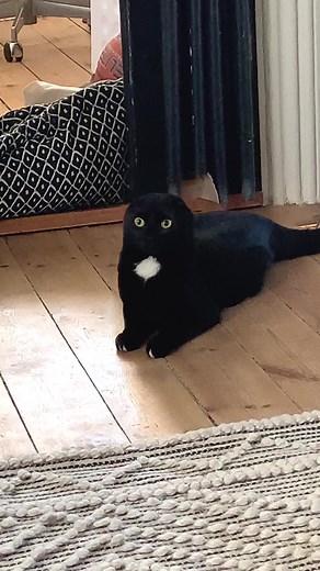 Adorable Sphinx Cat Andrea Playing on TikTok