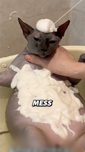 Why You Shouldn’t Get a Sphynx Cat #shorts #hairlesscats