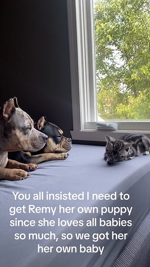 Remy's New Best Friend: The Heartwarming Bond Between a Puppy and a Kitten