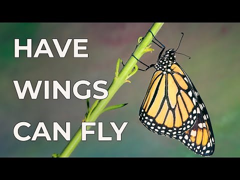 The Evolution of Insect Wings & the Importance of Flight for Insect Life on Earth