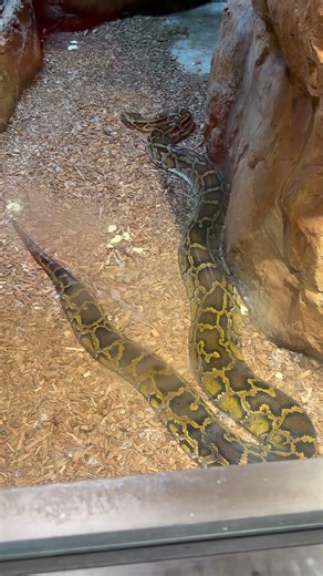 Burmese Python At The Chattanooga Zoo