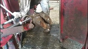 Infected Hoof Treatment for Cow Number 12 Explained