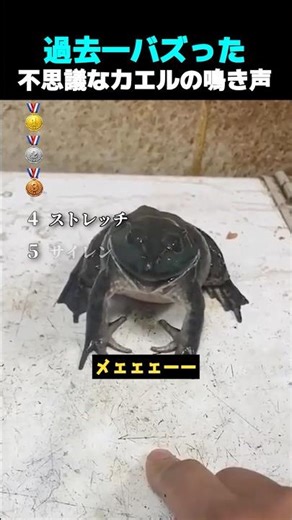 The most buzzworthy frog sounds of all time! Top 5