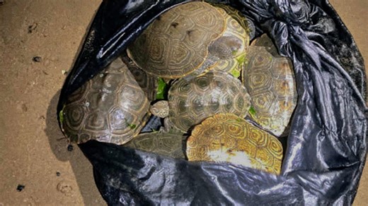 Poaching Wildlife in New York City