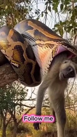 Watch This Giant Python Just Swallowed a Monkey ALIVE. 😱 | Viral Trending