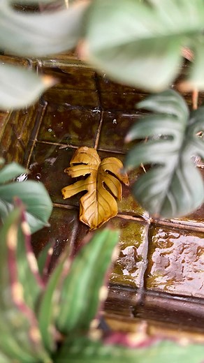 ✨ Holiday Shop Update ✨ November 28, 6 p.m. Central European Time The first major mini plants update in my shop this year. There will be a fine selection of mini plants. For all the info and previews, check out the broadcast channel and the announcements in the stories. Shipping worldwide 🌎 ✨Stay tuned ✨ | Astrid Wilk Studio