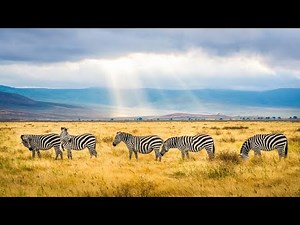 African wildlife sounds | Mashatu Game Reserve, Botswana - Morning nature sounds 🌍 112