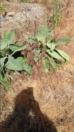 Mullein is easy to find and it is a very useful medicinal/edible plant