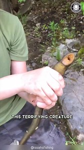 13K views · 139 reactions | Today's creature: The Lamprey Lampreys are a group of jawless fish comprising the order Petromyzontiformes. The adult lamprey is characterized by a toothed, funnel-like sucking mouth. The common name "lamprey" is probably derived from Latin lampetra, which may mean "stone licker", though the etymology is uncertain. (Wikipedia)  @1minuteanimals IG | Angry Trini | Facebook