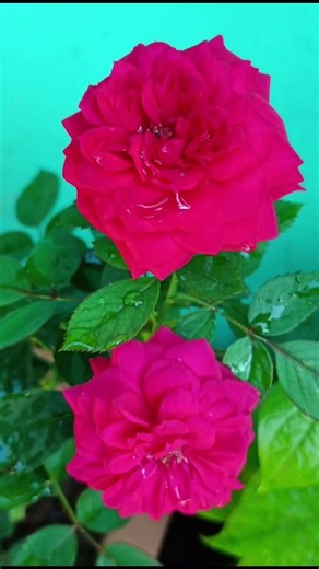 Our home garden 🏡👩‍🌾plants 🌿🌱🪴and flowers 🌺 🪻collections😍#garden #flowers #plants @smfamily612