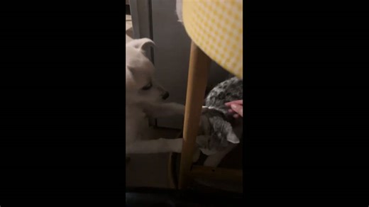Dog imitates owner by patting cat in cute home moment in Shandong, China