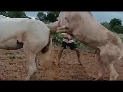 The Shocking Truth About Natural hours breeding|viral breeding video