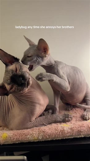 Ladybug's Playful Antics with Sphynx Kittens