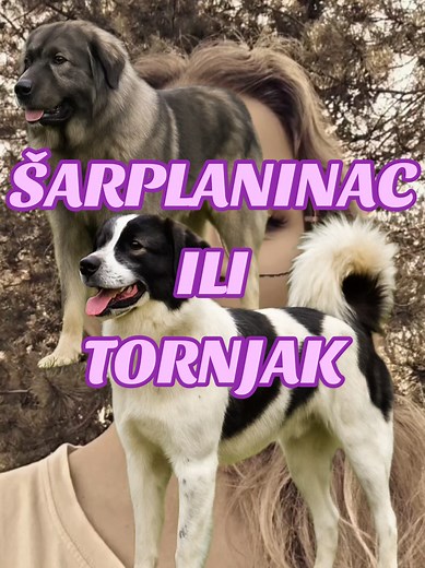 Šarplaninac vs Tornjak: Dog Breeds of the Balkans