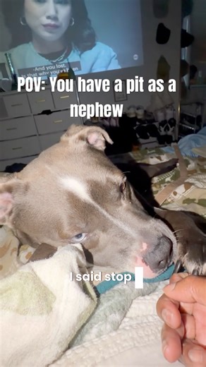 He does this on purpose #pitbull #dogshorts #humor #hilarious #petshorts #pittienation #funnypuppy